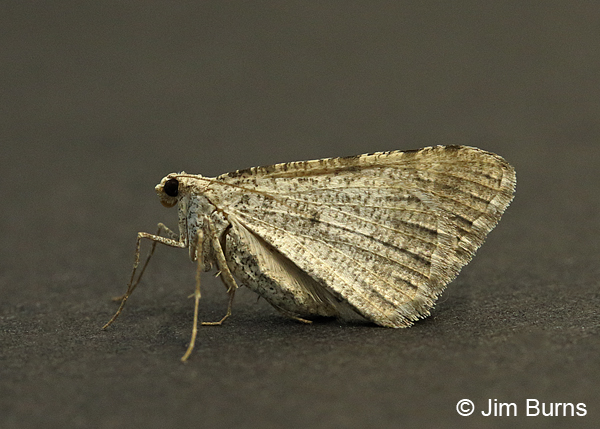 Rindgea maricopa underwing, Arizona